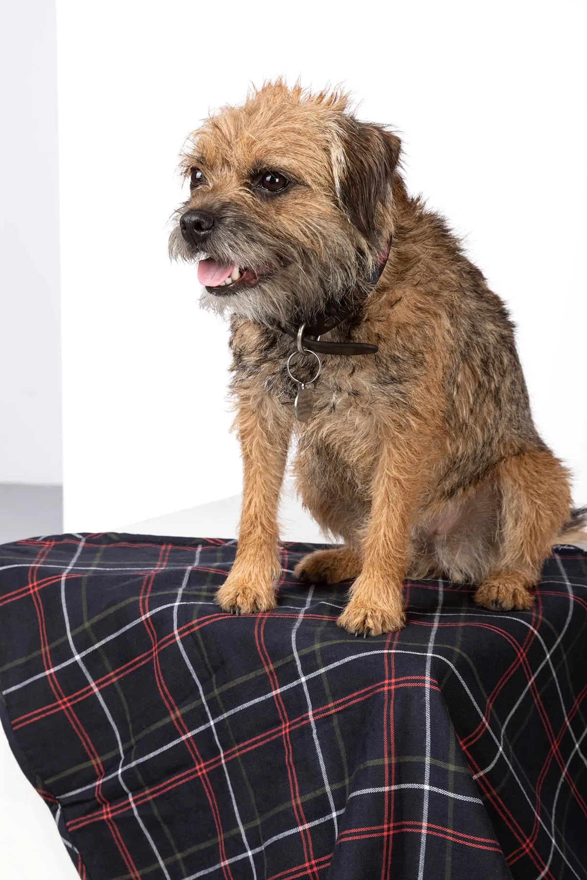 Fleece Dog Blanket - Yapham